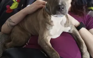 Štěně Lucky potřebuje operaci srdce