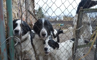 Pomozme s veterinárními náklady opuštěným zvířatům