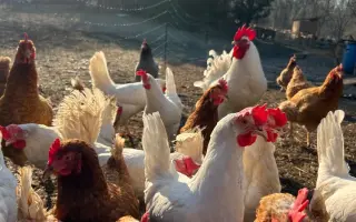 Bezpečný výběh pro slepičky, které dostaly druhou šanci