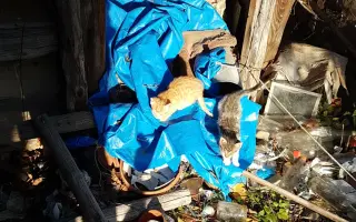 Pomoc pro opuštěná zvířátka - Kastrace, veterina, krmeni, kočkolit