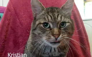 Sbírka na veterinární péči a léky pro Domov Kulíšek