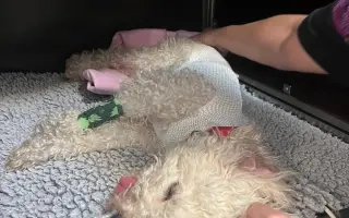 Operace pro Chanelku 💜