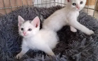 Pomoc pro nová koťata a kočičky - Kočky u Katky
