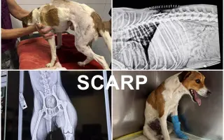 🙏🐾 Prosíme: "Pomozte nám uhradit veterinární péči pro pejsky bez domova." 🐾🙏