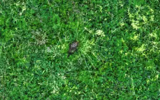 Šance pro mláďata divoce žijící zvěře