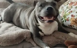 Pro Samíčka❤️ Prosím pomocte mu znova běhat bez bolesti