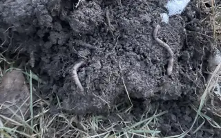 Podpořte bylinkový projekt Azeret Herbs