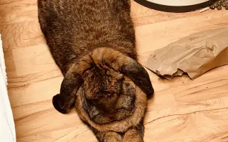 Prosíme, pomozte Nefince přestat trpět 💔