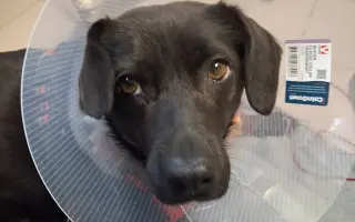 Sárinka bojuje o život se zákeřnou nemocí, prosím o pomoc🙏🐶❤️