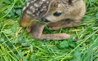 Dron pro záchranu srnčat a zajíčků
