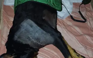 Mladou fenku srazil vlak, pomožme jí k pohybu rehabilitací.