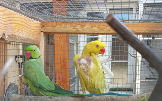 Pomozte nám postavit nové zařízení pro papoušky!
