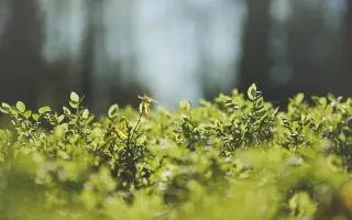 Natáčení ucelené profesionální videoencyklopedie o jednotlivých bylinách