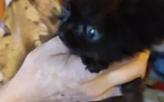 Pomůžete kočičkám bez domova?