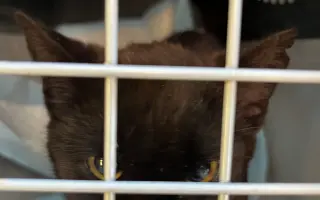 POMOZTE NÁM ZASTAVIT KRUH KOČIČÍHO UTRPENÍ. Víme jak na to, ale bez vás to nezvládneme.