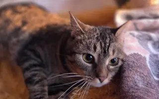 Staňte se nadějí pro kočičky bez domova