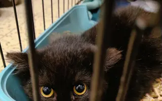 Pomoc s úhradou veterinárních nákladů 🙏