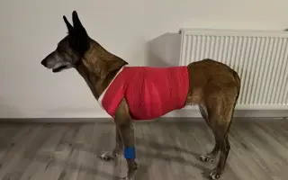 Pomozte Kejsince se uzdravit