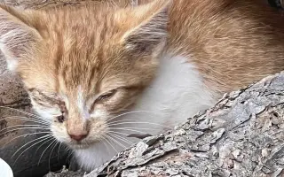 Prosba o příspěvek na nákup krmiva a steliva pro kočičky z Píšánku