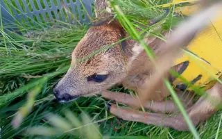 Mláďata na jaře, ostatní zvířata celoročně - ti všichni nás potřebují!