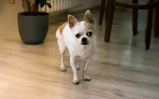 Zachraň čivaví babičku Amy