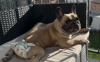 Podpořme Bubbu, statečnou buldočici na vozíčku