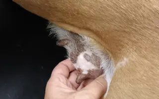 Záchrana pro Stelu – operace nádoru a oka