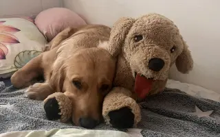 Malý Timmy si zaslouží život bez bolesti