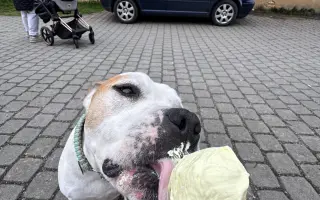 Pomohli jste Ronnymu v boji se zákeřným lymfomem