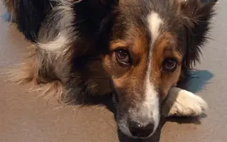 Pomohli jste Foxíčkovi, Aspenovi a Taffy-Jackovi