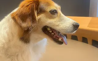 POMOC PRO FOXÍČKA - ZDRAVÝ DECH A PROTÉZA