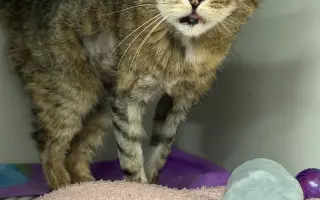 Pomoc s úhradou veterinárních nákladů 🙏