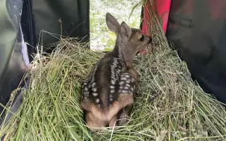 Zachraňme mláďata na Brněnsku - dron, který může znamenat život