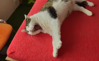 Veliký Nero má veliký nádor v hlavičce