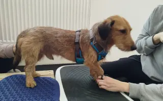 Zachraňme Mejlíkovi nožičku ❤️