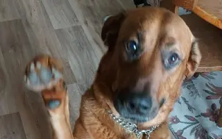 Aby Maxík mohl dál vrtět ocáskem