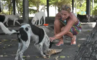 Pomozte vydat knihu Dům u kokosového stromu a dát psům na Bali šanci