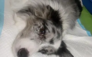 Sbírka na veterinární péči a diabetickou dietu pro Dixinku