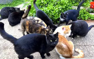 XXXL voliéra pro kočky z CATEK