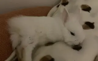 Pomoc pre malého Dupíka