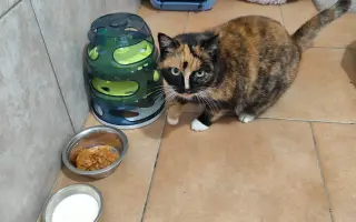 Vánoční sbírka pro opuštěná a týraná zvířata