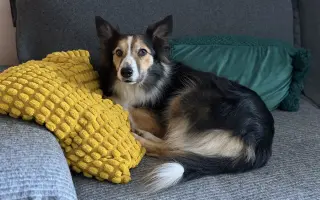 Pomôžme Delonke bojovať ďalej