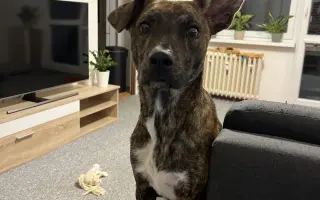 Pomozte Neekouškovi zachránit tlapku