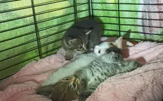 Sbírka na veterinární ošetření pro 30 koťat z Kralup a okolí.