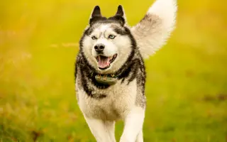 Pomozte prosím, aby Šedou mohl znova na nohy