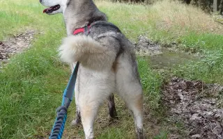 Druhá záchrana pro Jessinku