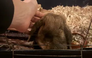 Mladá králice Lojzička potřebuje operaci