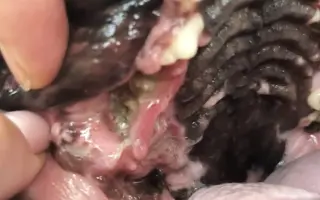 Pomůžete prosím dvěma psím dušičkám bojovat dál o každý společný den?