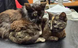 Pomozte nám s kastracemi a léčbou nemocných a zraněných koček