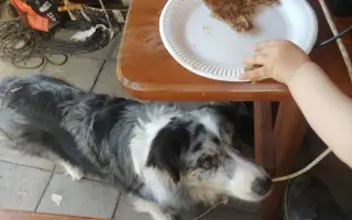 Sbírka na veterinární péči a diabetickou dietu pro Dixinku